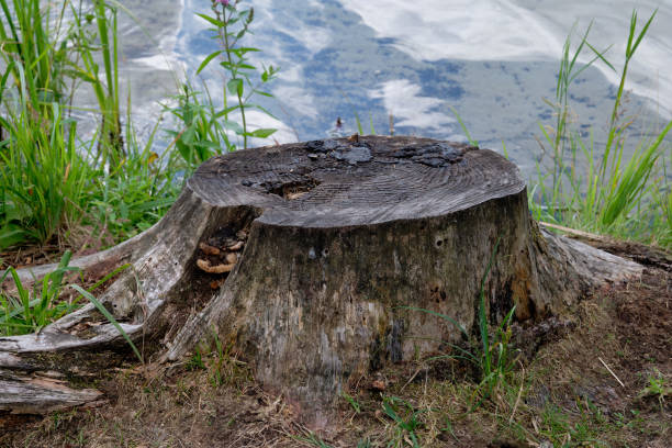 istock An old tree stump hides unnoticed in the grass 1635687211