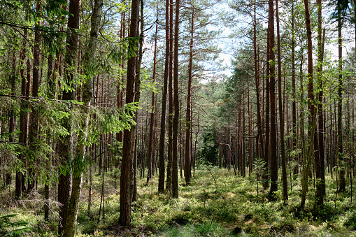 A fragment of a pine forest in close-up with a small patch of sky in the background