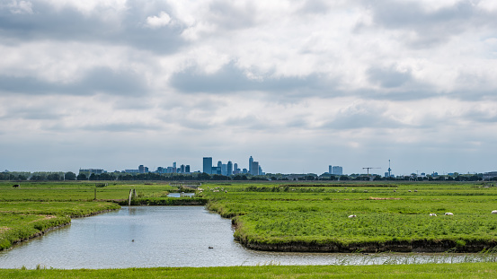 Cloudy sky above the skyline of Rotterdam city Netherlands and a polder with sheep seen from a polder canal