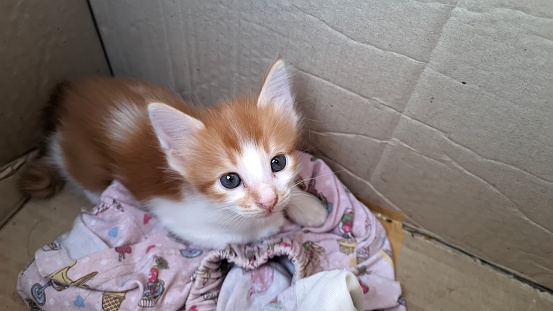 a cute orange angora kitten in a cardboard box