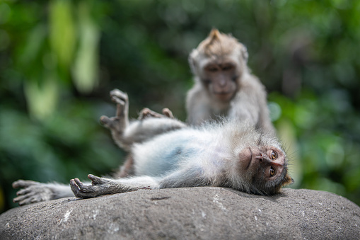 Jungle monkeys in natural environment, Ubud, Bali, Indonesia.
