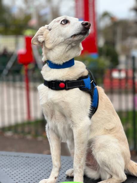 istock White dog in training club 1635701714