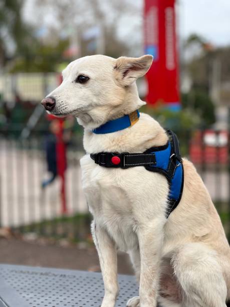 istock White dog in training club 1635701757