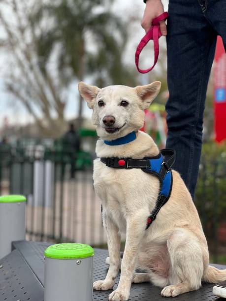 istock White dog in training club 1635702284