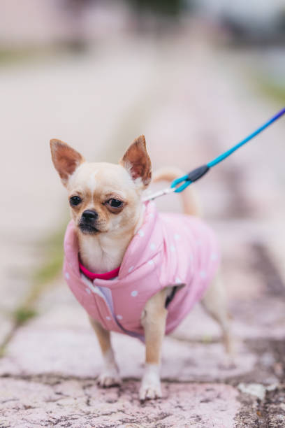 Cute small dog chihuahua with jacket