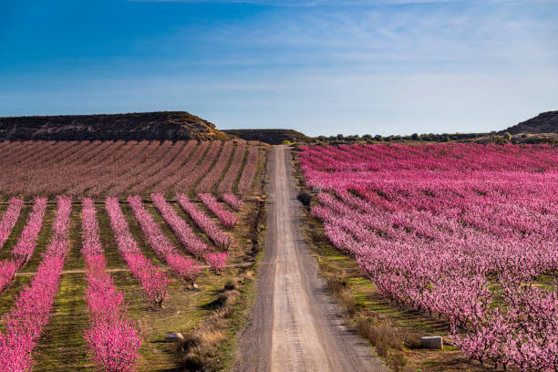 istock Flowering of fruit trees 1635709869