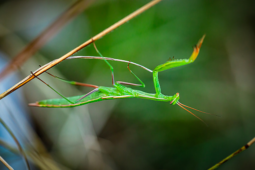 Praying mantis close-up in nature.