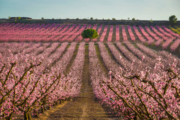 istock Flowering of the fruit trees 1635711023