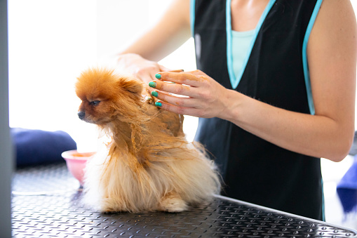 Pomeranian Dog on Treatment in Pet Salon.