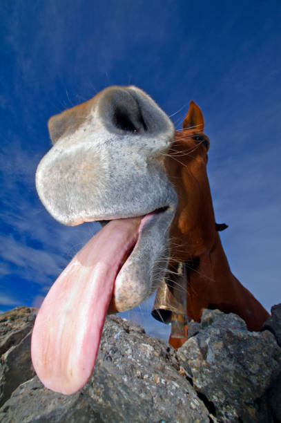 istock Funny face of a horse 1635723074