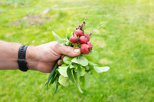 bunch of ripe red radishes with earth in large male hand on green background. close-up
