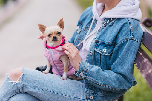 Cute little dressed dog chihuahua in lap