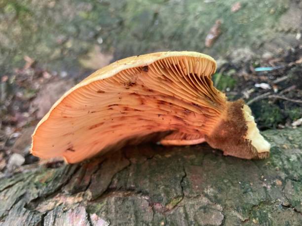 istock An unidentified fungus 1635742469