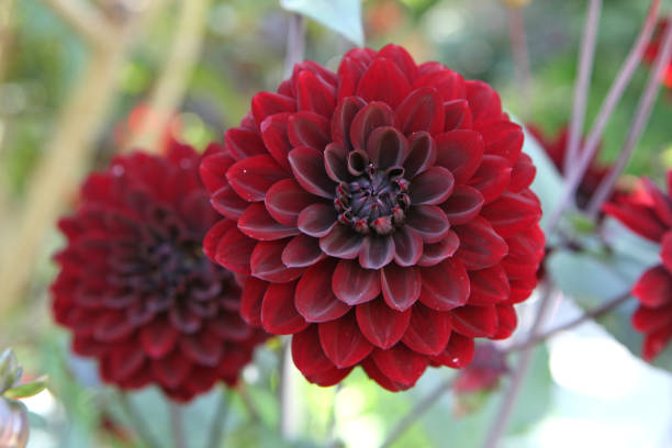 istock Maroon red decorative Dahlia 'Karma Choc' in flower. 1635754467