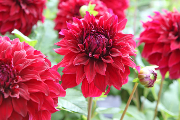 plato rojo decorativo dahlia 'spartacus' en flor. - spartacus fotografías e imágenes de stock