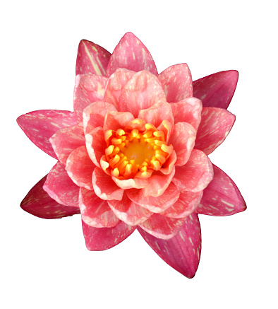 pink lotus flower on white background
