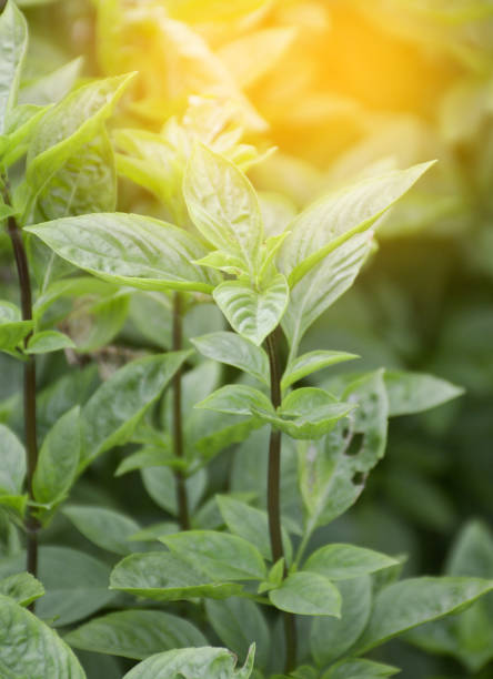 fresh green sweet basil leaves in the garden fresh green sweet basil leaves in the garden pachystachys lutea stock pictures, royalty-free photos & images