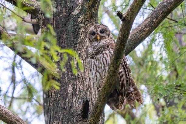 istock an owl sitting in a tree that is standing in the woods 1635793102