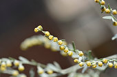 Common wormwood