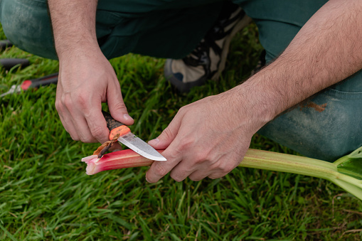 Man harvesting rhubarb in a garden to make pies and compote, rheum rhabarbarum