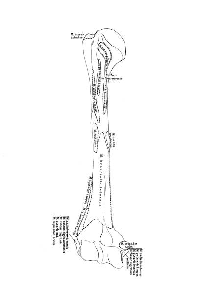 Humerus Color 180+ Humerus Anatomy Drawings Stock Photos, Pictures & Royalty-Free ...