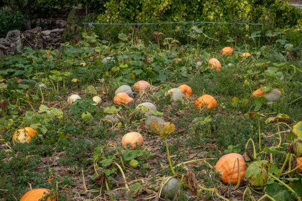 agricultural field sown with pumpkins - planting growth plant gourd imagens e fotografias de stock