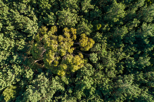 zenithal view of an oak forest