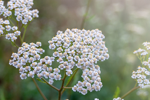 Yarrow Achillea millefolium. Small white flowers close up. Medicinal medical wild natural herbs. Floral background.