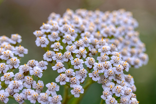Yarrow Achillea millefolium. Small white flowers close up. Medicinal medical wild natural herbs. Floral background.