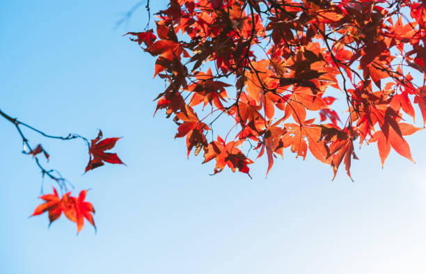 istock Autumn leaves scenery in Japan 1635843919