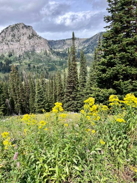 istock Wildflowers and the Rockies 1635850557