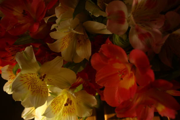 istock colorful freesia flowers 1635875219