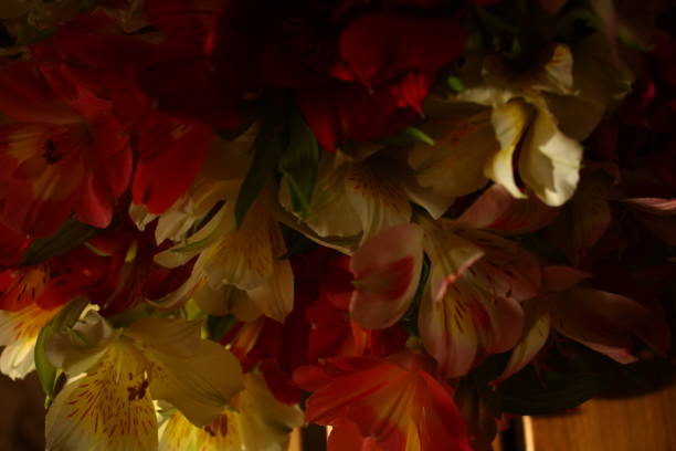 istock colorful freesia flowers 1635875220