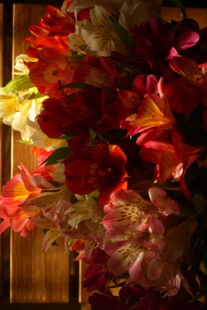 istock colorful freesia flowers 1635875228