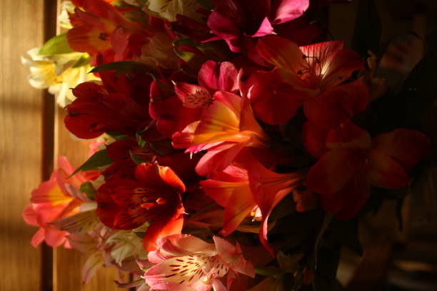 istock colorful freesia flowers 1635875240