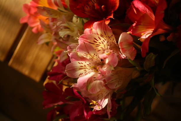 istock colorful freesia flowers 1635875242