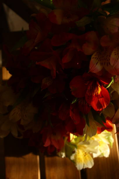 istock colorful freesia flowers 1635875253