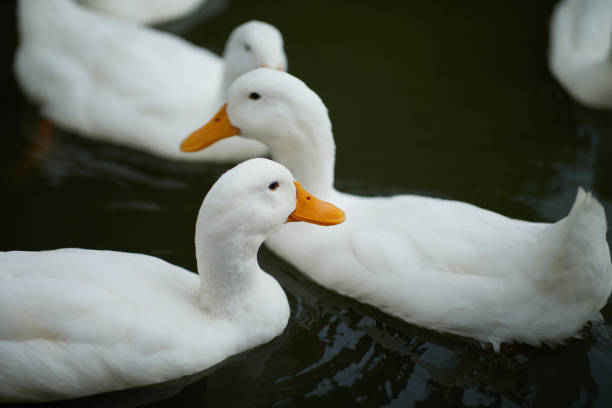 istock White ducks swimming in the water 1635890290