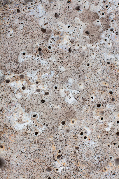 istock Texture of seaside stone 1635900774