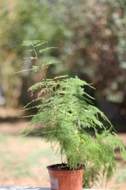 istock green indoor plant Asparagus macro 1635902018