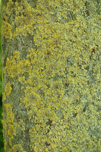 Yellow lichen covering bark of Ailanthus altissima tree