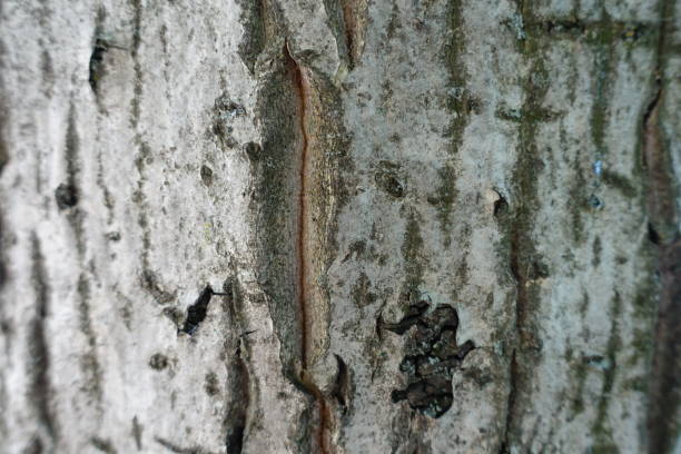 istock Closeup of grey bark of Persian walnut tree 1635903761
