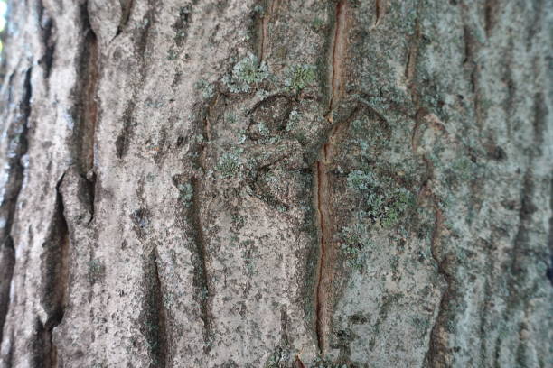 istock Macro of grey nark of Persian walnut tree 1635904868