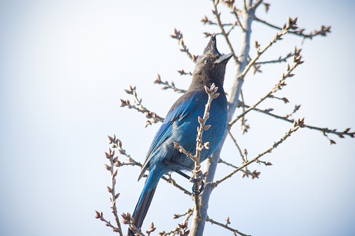 The Steller's jay is a jay native to western North America, closely related to the blue jay found in the rest of the continent, but with a black head and upper body. It is also known as the long-crested jay, mountain jay, and pine jay. It is the only crested jay west of the Rocky Mountains.