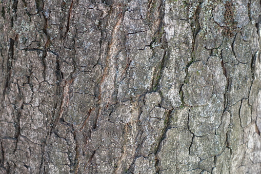 Rugged dry grey bark of horse chestnut tree