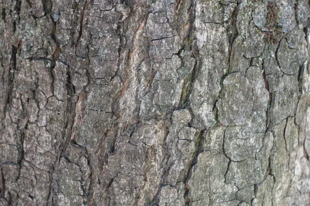 Photo of Rugged dry grey bark of horse chestnut tree