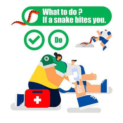 Biting First Aid First Aid For Snakebite Stock Illustration - Download Image Now ...