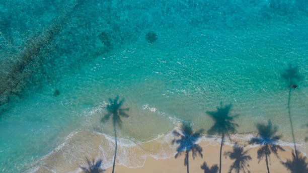 istock Summer palm tree  and Tropical beach with blue  sky background 1635924823