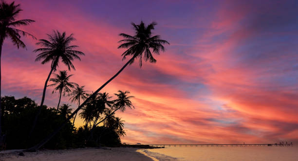 istock Banner Summer with colorful theme as palm trees background as texture frame background 1635924827