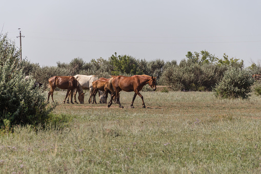 A herd of horses graze on a field in Kazakhstan
